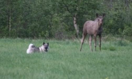Ikke la dere lure av de manglende jaktegenskapene - dette her er en ulv i elghundkl�r, skriver Mari Beate.