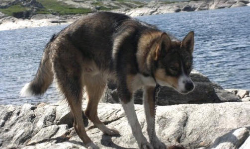 Bikkja mi Chacko. Han er en Alaska husky p� 2�r! Ganske lik, mener Anette.