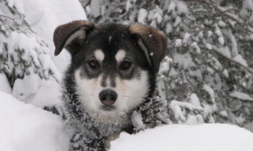 Her er v�r kozeulv - alaskahuskyen Aquila, skriver A K B.