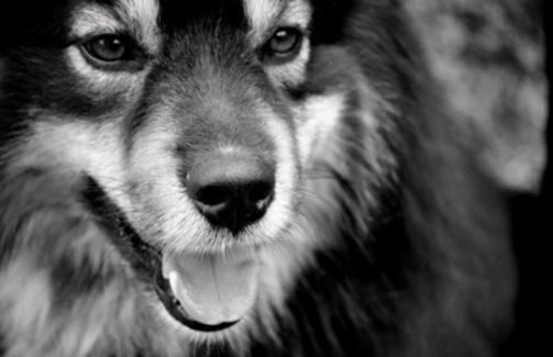 Atlas 4 �r, Finsk Lapphund, skriver familien Strugstad