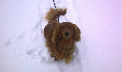 Pondus 4 �r, dachs.....skremmende lik en ulv....iallefall t�fferer enn toget, skriver Hilde.