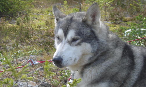 Dette er Jonas, en siberian husky. Han ligner nok mest p� ulv i fargene, ikke i fasong (for grov), skriver Tone Beate.