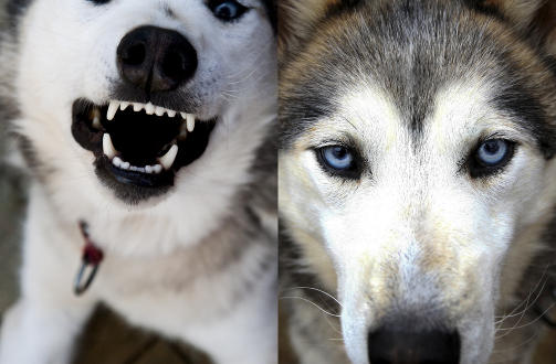 Hunden min Siber, som bor ved Tvedestrand. Polarhund p� S�rlandet med andre ord, skriver Alexander.