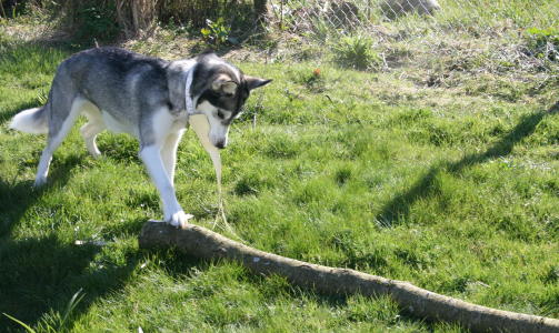 Ronja, 5 �r - Alaskan Husky, skriver Oskar.