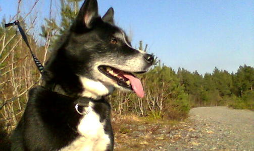 Hunden v�r Yatzy, skriver Helene.