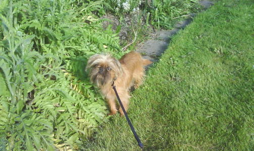 Min hund er litt tydeligere (enn det som har st�tt p� f�rstesiden i  dagens aviser), kan det v�re litt ulv i denne ogs�,  tro, skriver Karin.