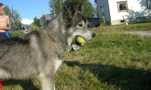 V�r hund ligner litt p� ulv. kan v�re en lik hund som dette de har sett i oslo.
Han lyder navnet keno og er en 2 �r gammel blanding av alaskan malamute og samojed, skriver Bj�rn.