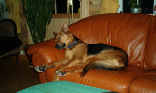 Hera, snart 10 �r, blanding av alaskahusky og schaefer, skriver Eli.