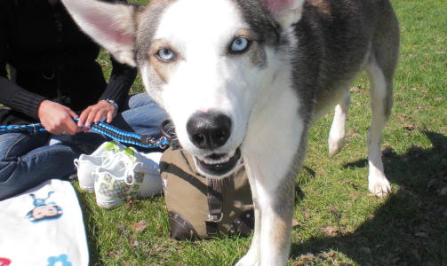 Hunden min likner p� en ulv! Legger ved bilde av Bernard 1�r gammel Alaskan Husky, skriver Mikael.