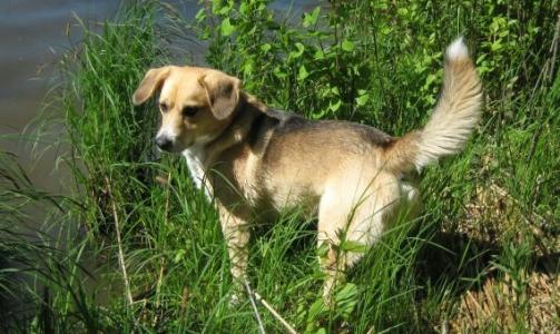 Nero, en fire �r gammel blanding av elghund og beagle. Jakter stadig vekk p� tre sm� griser, skriver Mari.