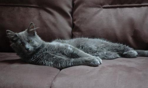 Som dere sikkert ser er dette da en katt, ikke hund, men den ligner da litt p� en ulv? Den lyder i hvert fall navnet Wolfie og sist jeg var hos dyrlegen med beistet p� 8 kg, s� ble i hvert fall ho i skranken redd, skriver Stein Andre.