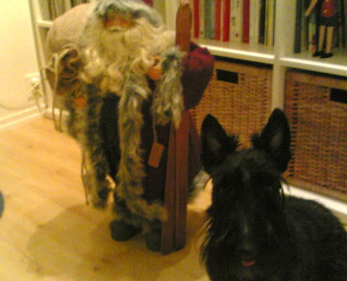Maud, en 3 �r gammel skotsk terrier, mener selv hun er like skummel som en ulv, men aller helst liker hun � posere foran kamera. God jul �nskes andre hunder--og ulver, skriver Hege.