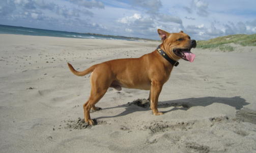 Her er en skikkelig hundeulv
 
Bastian (Staffordshire Bull Terrier) 2,5 �r, skriver Trond.