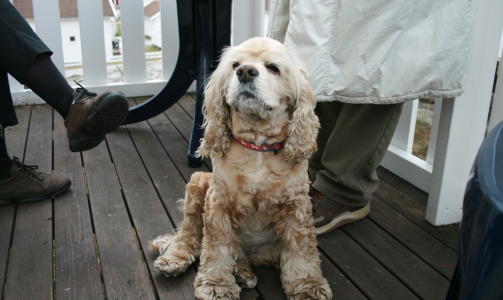 Silius, 10 �r. Amerikansk Cocker Spaniel / ulv, skriver Susanne.