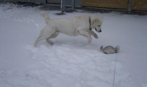 Sender med et bilde av ulven Amigo p� snart 6 �r, som jakter p� et annet rovdyr i b�nd. Tatt i Groruddalen (faktisk!), skriver Anette.