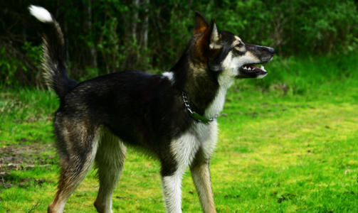 Her er Alaskan Huskyen Tila p� 1 �r. Hun er ganske lik en ulv, skriver Hanne.