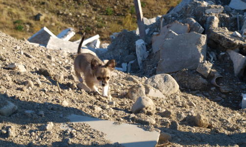 Her er snikende ulv, flygende sn�sokk.

Lyssa, en langh�ret chihuahua 4 m�neder gammel, p� jakt etter bj�rn og saueskinn, skriver Kaisa.