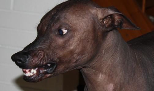 Dette er verdens snilleste ulv, v�r xoloitzcuintle ved navn Ymer (5 �r). Xolo's lever i vill tilstand i Mexico i dag og har v�rt uforandret i 3000 �r. Den er opphavet til myten om chupacabra og er en veldig sjelden hund, ca 12 i Norge og 4000 p� verdensbasis, skriver Ingunn.