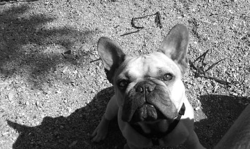 Kan dette v�re Grorudulven? Oliver, fransk bulldog 3 �r, skriver Live Cathrine.