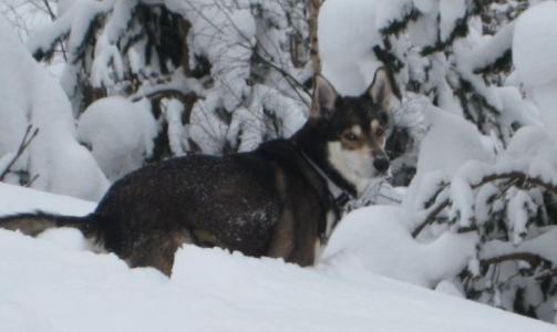 Hunden min, en alaska huskey.. Blitt tatt for � v�re  en ulv en del ganger og en gang trodde noen at det var en rev, skriver Fredrik.