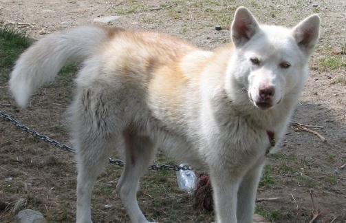 V�r hund Nanuk,er veldig lik en ulv, skriver Wenche.