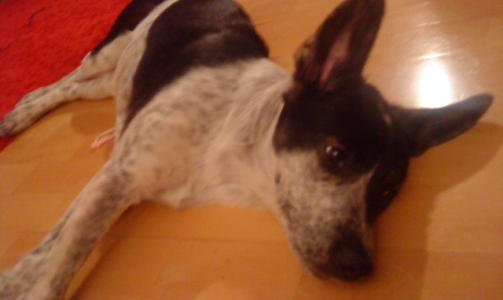 Her er Kira p� 3 m�neder som ligger � later seg p� gulvet. Hun er husky/j�mthund p� morssiden, mens faren er ukjent. Kan det v�re en ulv, skriver Mari.