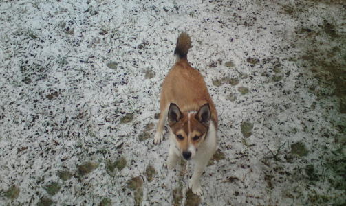 Emma, Norsk lundehund p� 6 mnd, er som en liten ulv, mener �ystein.