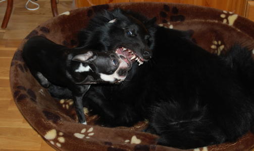 Denne ulven (hunden) er glad i sm� hunder og saftige kj�ttbein.. men er trossalt snilt som et lam, skriver Melanie.