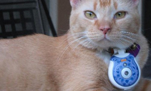 FORSKNINGSKATT: Denne koseklumpen, med det fiffige navnet Leo-Hector, var med p� unders�kelsen. Foto: Friskies