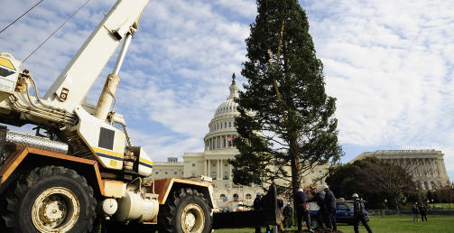 MOTETRE: Fjelledelgran har i l�pet av noen �r blitt en av de mest popul�re juletresortene. Denne tretypen er ogs� sv�rt popul�r i utlandet, her fra plassen utenfor Kongressen i Washington DC. Foto: AFP PHOTO/SCANPIX
