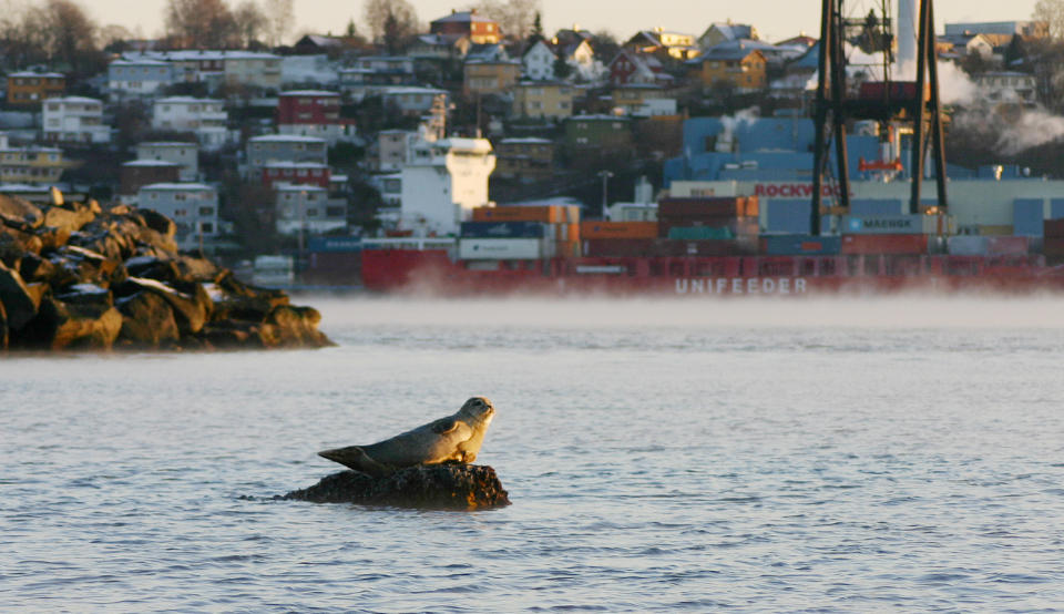 SEL I SOLNEDGANG: Jel�yas nyeste attraksjon koser seg p� favorittsteinen sin. - Han ligger sannsynligvis og ford�yer mat, sier forsker Tore Haug til Dagbladet. Foto: LESERFOTO/KNUT ROBERT S�DERSTR�M