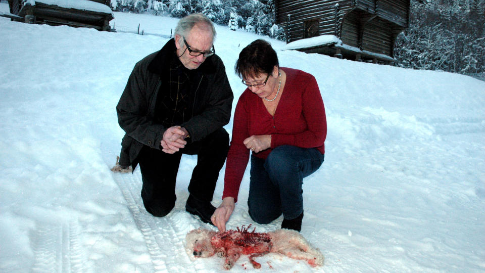 BRUTALT: Bischon Fris�en Tea ble tatt av �rn mens matmor Else Halvorsen var en tur i fj�set. Halvor Halvorsen mener myndighetene m� endre rovdyrpolitikken fordi rovdyrene tydelig ikke f�r nok mat. Foto: Even Tr�en/Laagendalsposten