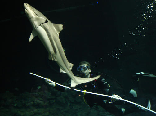 Diving zookeeper Guido Westhoff uses a ruler to measure a Blacktip shark during animal stock taking at the Hagenbeck Zoo in Hamburg December 29, 2009. REUTERS/Christian Charisius  (GERMANY - Tags: ENVIRONMENT ANIMALS)