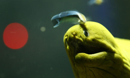 ... men det g�r visst bra. Foto: SCANPIX/REUTERS