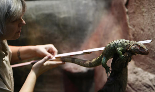 VAREOPPTELLING:  Dyrepasserne ved Hagenbeck-dyrehagen i Hamburd, m�ler ogs� �glene f�r nytt�r... Foto: SCANPIX/REUTERS