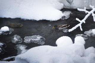BLIR KALDERE: Barn i barnehager p� Lillehammer vil bli holdt innend�rs n�r sprengkulda kommer. Men disse endene i Frognerparken m� klare seg som best de kan.  Foto: H�kon Eikesdal