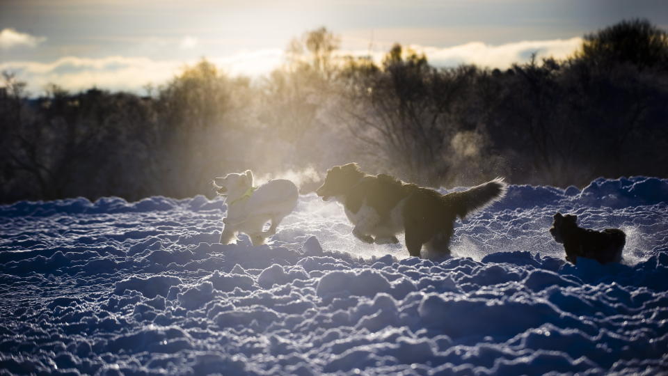 BIKKJEKALDT: Lille nytt�rsaften var det vakkert med sol og kuldegrader i Frognerparken. Men det vil bli enda kaldere i hovedstaden, ned mot 20 minusgrader. Dette er hundene (fv) Sam, Balto og Magic.
Foto: H�kon Eikesdal