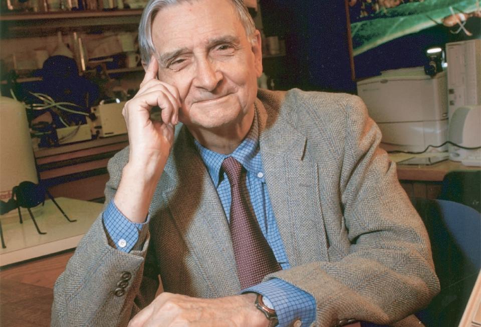 ANGREPET AV SINTE FEMINISTER OG MARXISTER: Edward Wilson fant opp den humane sosiobiologien. Selv kaller han seg en vanlig Harvard-liberaler. Siden 1970-tallet har argumentert for at evolusjonsteorien kan anvendes p� menneskehjernen. Foto: WIKIMEDIA