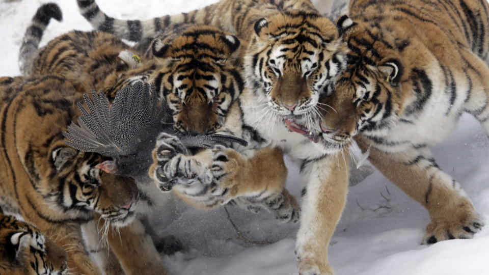 DET BLE KAMP OM MATEN: Labbene i v�ret den som vil ha fugl. Foto: AP/Ng Han Guan