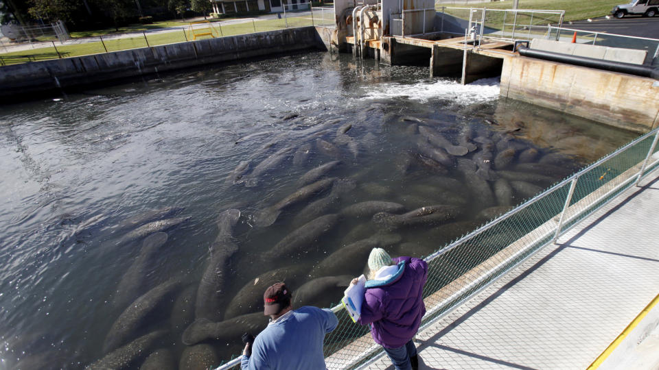 S�KER VARMEKILDER: Flere hundre sj�kuer strimler sammen ved et oppvarmingsanlegg i Florida. Vanntemperaturene langs Floridakysten har falt med mer enn ti grader. Noe som skaper tr�bbel for sj�livet i omr�det.  Foto: REUTERS/SCANPIX