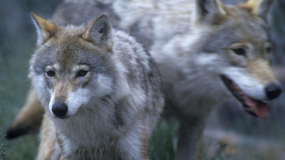 I FANGENSKAP: : Flere ulver hoppet over gjerdet i retning innhegningen med elg i en dyrepark i Sk�ne l�rdag. Minst tre av elvene skal v�re skutt - dyreparken har lagt lokk p� saken. Illustrasjonsfoto: Per L�chen, Scanpix.