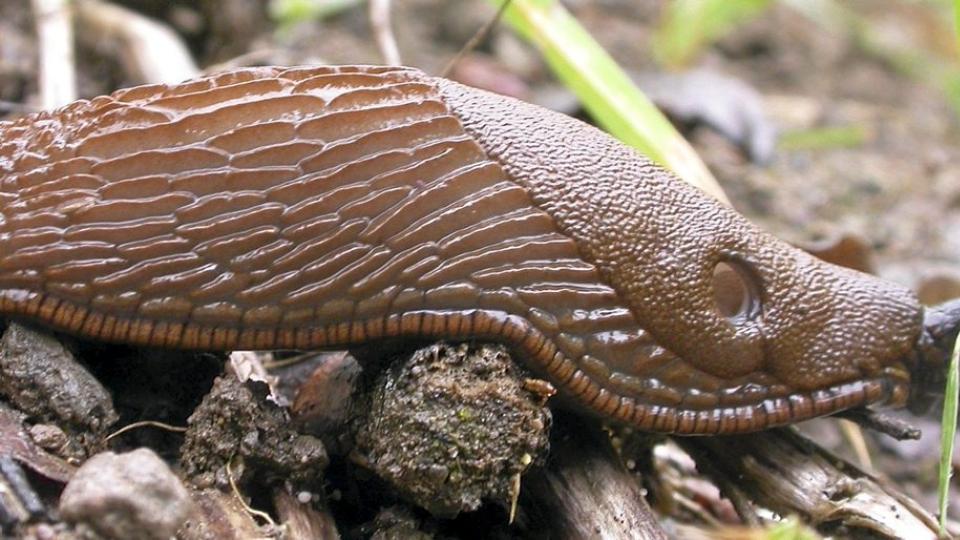 KULDED�D: Dersom brunsneglen ikke har et godt nok sn�lag over seg, vil den kunne stryke med i den kulden vi har n�. Foto: Arild Andersen/Bioforsk
