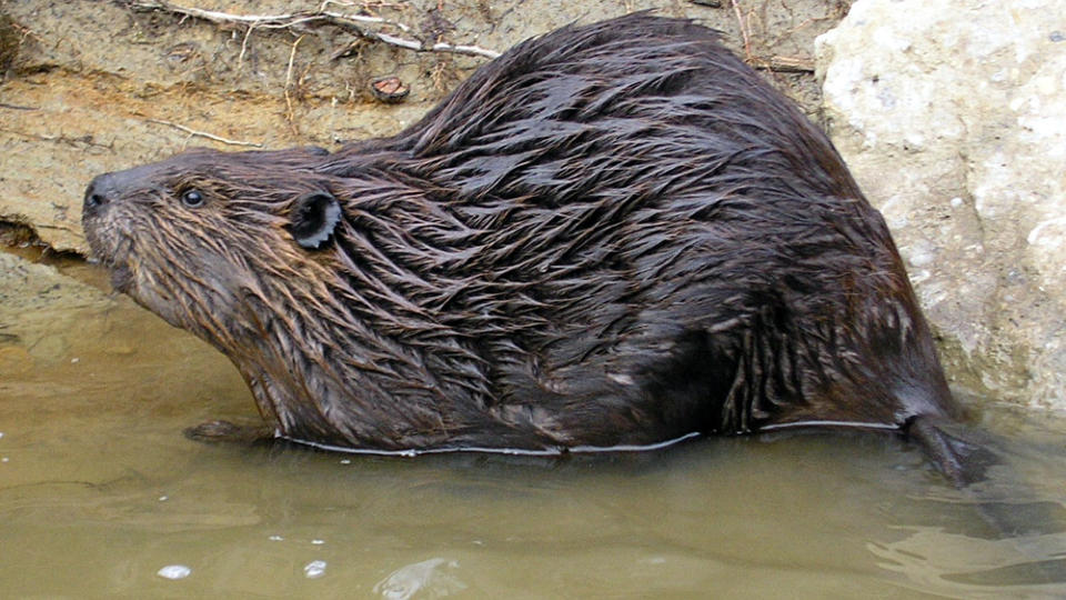 BEVER: Alle som lytter jevnlig til Radioresepsjonen p� NRK P3 vet at man m� v�re forsiktige med � ta ordet bever i sin munn. Denne rakkern er for �vrig fotografert i Ohio i USA. Foto: Lazlo-photo/Flickr/Creative Commons