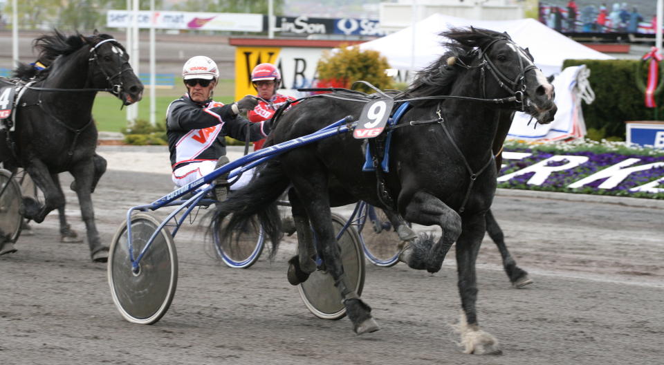 HOPPENES JENS: �sajerven er en skikkelig storsjarm�r og en hyppig brukt avlshingst. I fjor sto kaldblodstraveren for 80 bedekninger i tillegg til � trave inn over to millioner kroner.Foto: Erik H�konsen