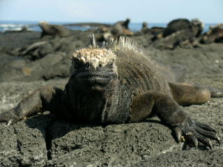 GALAPAGOS:  �yene er kjent for sitt unike dyreliv, hit kommer du bare med guide. Foto: Hvitserk & Eventyrreiser.