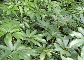PARAPLYTRE: En plante som trives med � bli glemt. Foto: Wikipedia.no