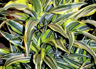 LIKER T�RKE: Dragetr�r tilh�rer det t�rre element, og d�r med for mye vann. Foto: Opplysningskontoret for blomster og planter