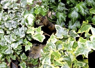 ENKEL: Ef�y er en plante som trives under trange k�r. Foto: Opplysningskontoret for blomster og planter