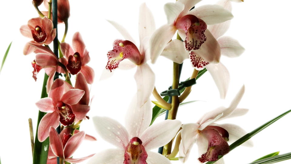 ENKEL BLOMST: Orkideer er overraskende enkle � f� til for en som glemmer � vanne. Gi et eggeglass med vann i uka eller litt mer om du har glemt det over lengre tid - men ikke for mye!   FOTO: SVEINUNG UDDU YSTAD, Dagbladet