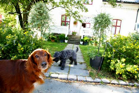 INGENTING � SI P� UTSIKTEN: Kj�teren Dennis (8) er forn�yd med klientellet. Her m�ter han av terrieren Wittney, som er litt for godt vant til oppmerksomhet fra menn.  Foto: EIRIK HELLAND URKE